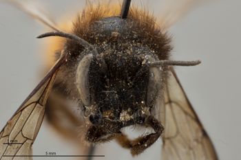 Media type: image;   Entomology 790656 Aspect: head frontal view
